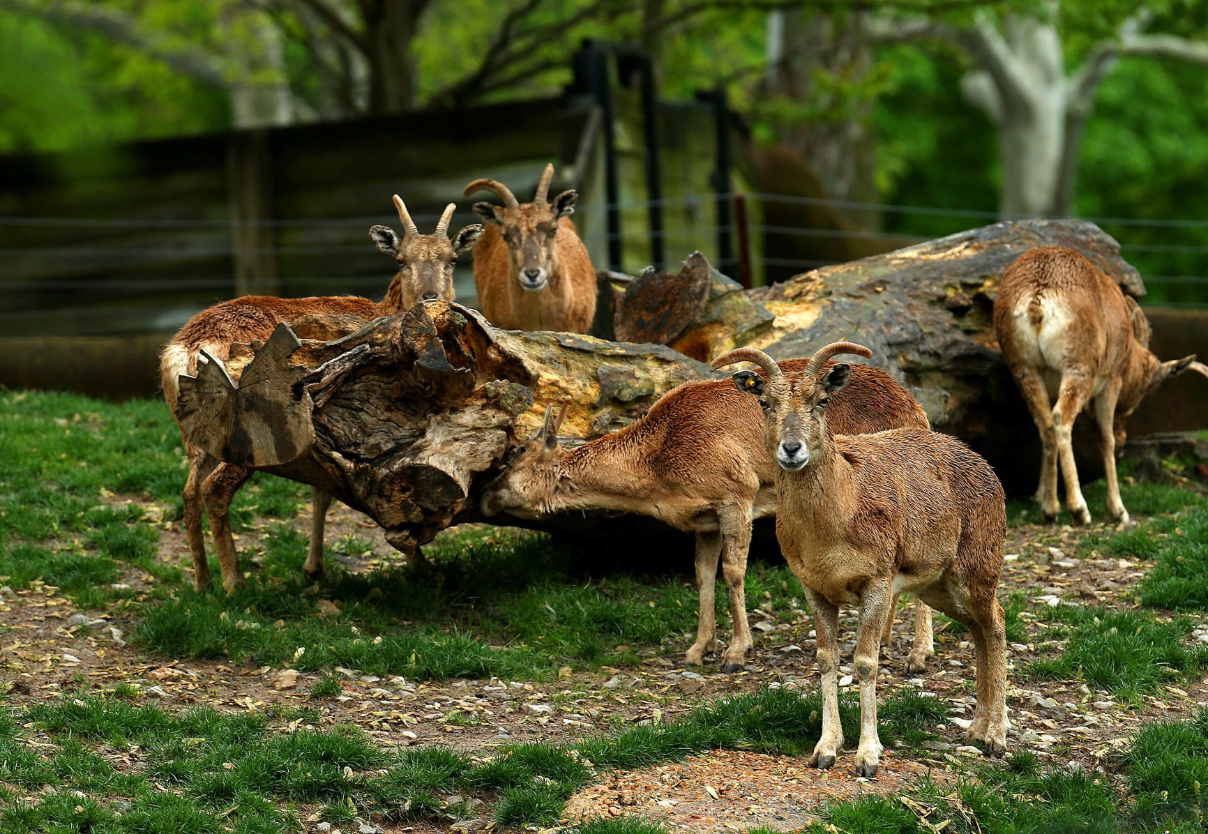 Most work continues at St. Louis Zoo despite coronavirus
